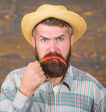 Biber hasat kavramı. Sakallı çiftçi biber kırmızı biber elinde tut. Çiftçi sunan sıcak biber biber ahşap arka plan. Hasır şapkalı rustik çiftçi baharatlı tadı seviyor. Adam tutun biber hasat