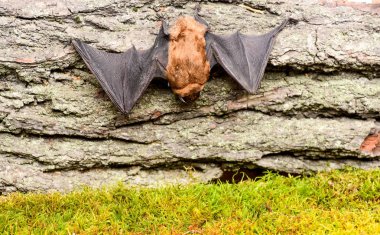 Doğa Müzesi. Memeliler doğal olarak gerçek ve sürekli uçuş yeteneğine sahip. Gözleri yarasa tür küçük kötü geliştirdi. Yarasa dedektörü. Kukla yarasa ahşap arka plan. Çirkin yarasa. Kanat olarak uyarlanmış ön ayakları