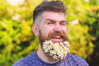Kuaför ve saç modeli kavramı. Sakal ve bıyık defocused, neşeli gülümseyen yüzü, yeşil zemin üzerine olan adam. Daisy çiçeklerle sakalı sakallı adam. Hipster sakal papatya buketi ile