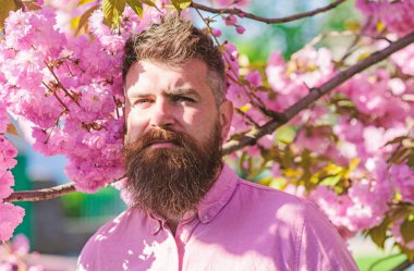 Uyum kavramı. Şık saç kesimi ile sakura arka plan üzerinde çiçekler olan sakallı adam. Hippi sakura ağacın yakınındaki Pembe gömlekli. Sakal ve bıyık çiçek yakınındaki katı yüzünde olan adam