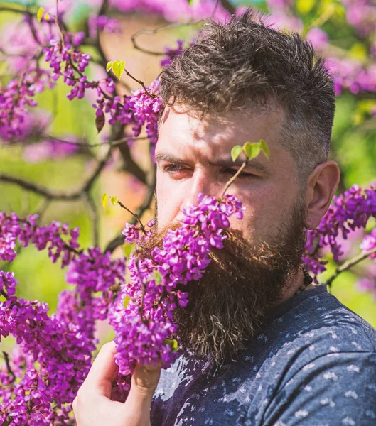 Человек с бородой и усами на спокойном лице рядом с цветами в солнечный день. Хипстер наслаждается ароматом фиолетового цвета. Концепция парфюмерии и аромата. Бородатый мужчина со свежей стрижкой нюхает иудейское дерево — стоковое фото