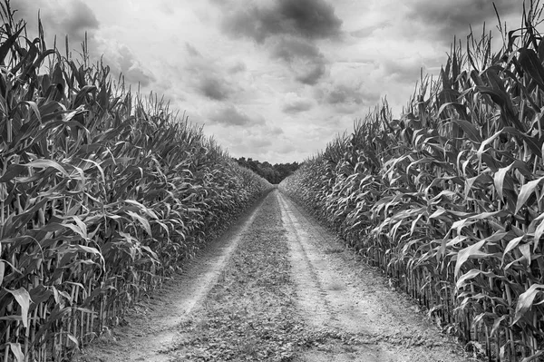 Campo agrícola en el que crece el maíz verde, hdr —  Fotos de Stock