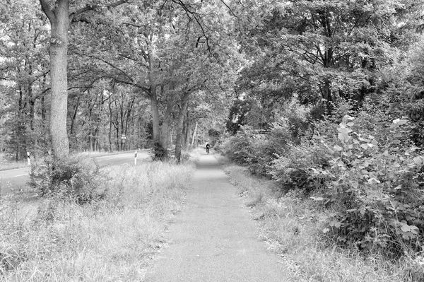 Ciclist in groene bomen steegje — Stockfoto