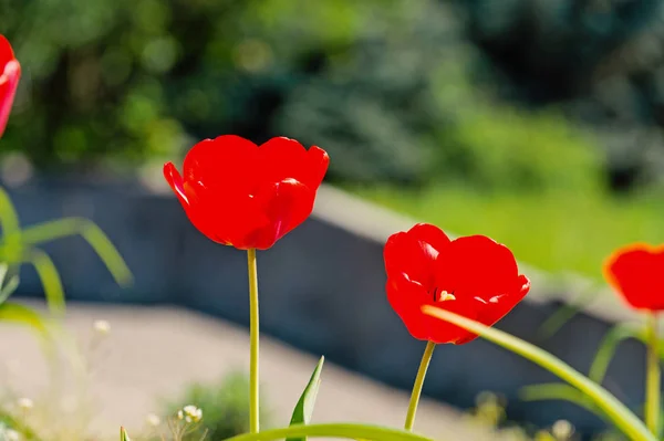 Tulpen mit roten Blütenblättern blühen an sonnigen Tagen — Stockfoto