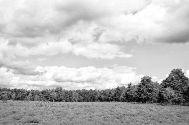 Çiçek açan fundaları, doğal arka planı olan Heathland.