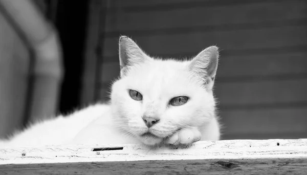 Chat blanc posé sur le bois — Photo