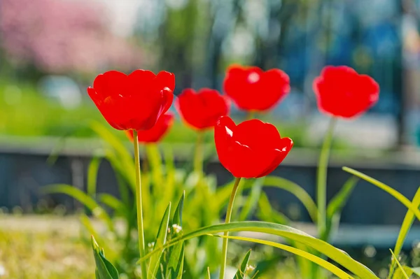 Schönheit der roten Tulpenpflanze an sonnigen Tagen — Stockfoto