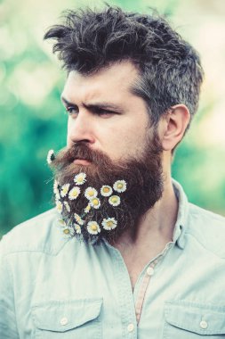 Hipster sıkı yüzündeki defocused arka plan, yeşil ağaçlar. Sakal ve bıyık açık bahar gününde olan adam. Papatya veya papatya çiçek sakal içinde adam. Bahar Tazeliği kavramı