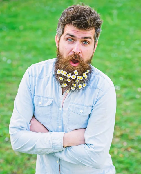 Hipster on happy surprised face stand on grass, defocused. Natural beauty concept. Guy looks nicely with daisy flowers in beard. Man with beard and mustache enjoy spring, meadow background