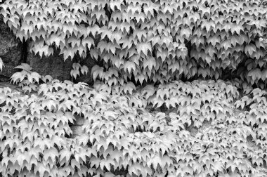 Taş duvarda yeşil sarmaşık