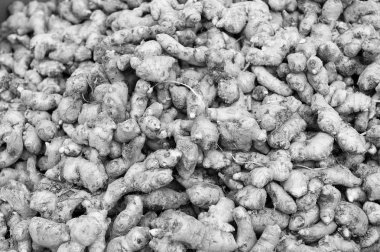 taze zencefil kökü