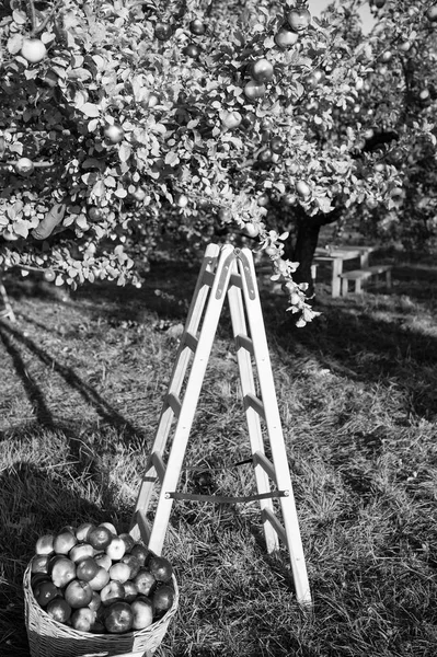 Apple trädgård natur bakgrund solig höstdag. Trädgårdsskötsel och skörd. Falla apple grödor skörd i trädgården. Apple träd med frukter på grenarna och stege för skörd. Apple skörd koncept — Stockfoto