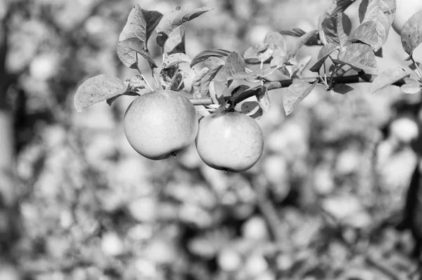 Organic apple crops farm or garden. Autumn apples harvesting season. Rich harvest concept. Apples yellow ripe fruits on branch sky background. Apples harvesting fall season. Gardening and harvesting
