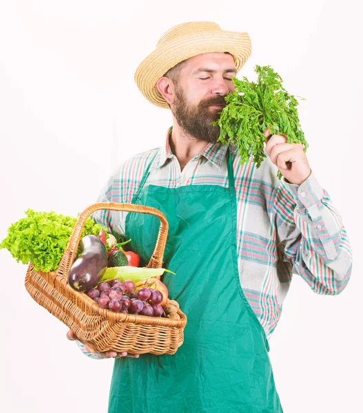 Hipster jardinero usar delantal llevar verduras. Hombre barbudo presentando vegetales fondo blanco aislado. Granjero sombrero de paja sostienen perejil y verduras cesta. Cesta de mimbre de verduras orgánicas frescas —  Fotos de Stock