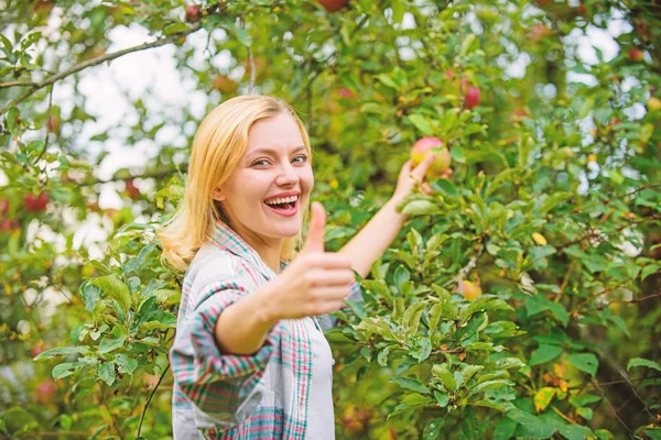 Menina estilo rústico reunir maçãs colheita jardim outono dia. Agricultor colhendo frutas maduras da árvore. Conceito da época de colheita. Mulher segurar maçã jardim fundo. Produção agrícola produto biológico natural — Fotografia de Stock