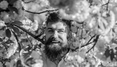 Uyum kavramı. Sakal ve bıyık yüz yakınındaki çiçek gülümseyen üzerinde olan adam. Şık saç kesimi ile sakura arka plan üzerinde çiçekler olan sakallı adam. Hipster sakura ağacın yakınındaki pembe gömlekli