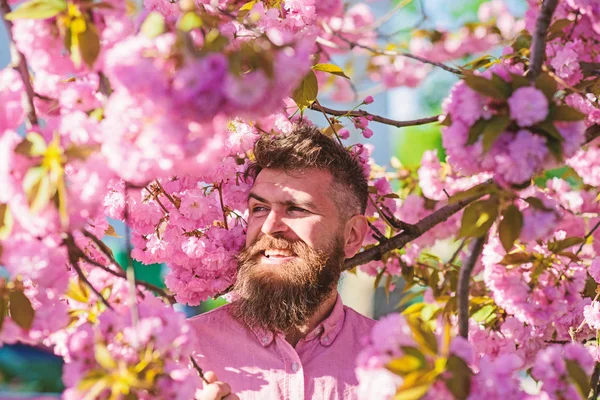 Hipster en camisa rosa cerca de la rama de sakura. Hombre con barba y bigote en la cara sonriente cerca de flores. Armonía con el concepto de naturaleza. Hombre barbudo con corte de pelo elegante con flores de sakura en el fondo — Foto de Stock