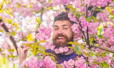 Hassasiyet kavramı. Hippi sakal sakura çiçeği ile. Sakal ve bıyık ihale pembe çiçekler yakınındaki mutlu yüz üzerinde olan adam. Adam arka plan üzerinde sakura bloom ile taze saç kesimi ile sakallı