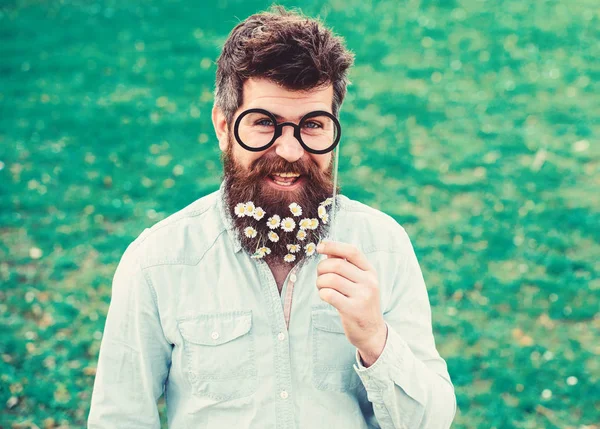 Guy looks nicely with daisy or chamomile flowers in beard. Man with long beard and mustache, defocused green background. Hipster with beard on smiling face, posing with glasses. Springtime concept