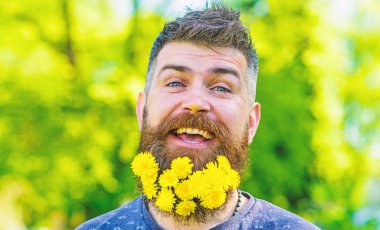 Kuaför kavramı. Hippi dandelions sakal içinde buket. Sakal, karahindiba çiçeklerle sakallı adam kapatın. Sakal ve bıyık defocused gülen yüz, yeşil zemin üzerine olan adam