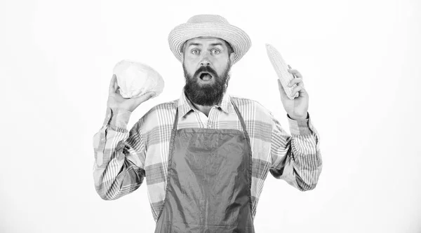 Fresh organic vegetable harvest. Hipster gardener in apron hold vegetable. Man bearded presenting corncob maize and cabbage white background isolated. Farmer straw hat hold corncob cabbage vegetable — Stock Photo, Image