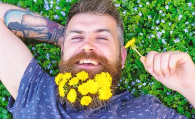 Gevşeme kavramı. Dandelions sakal rahatlatıcı, üst görünümünde adamla. Sakal karahindiba çiçeklerle sakallı adam çayır, çimen arka plan üzerinde yatıyordu. Mutlu yüz sakallı adam elini başının arkasında koydu