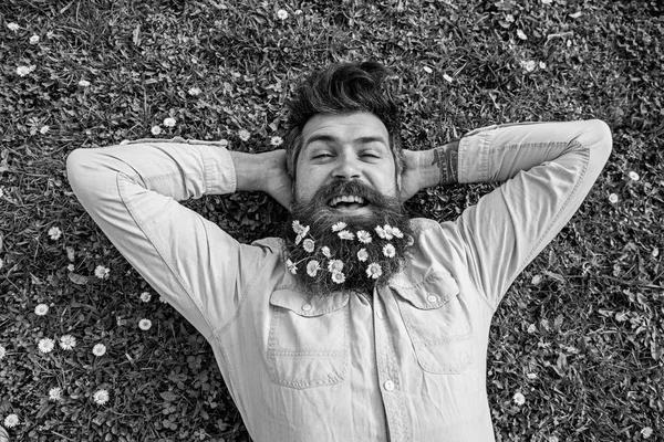 Spring holiday concept. Hipster on happy face lays on grass, top view. Guy looks nicely with daisy or chamomile flowers in beard. Man with beard and mustache enjoys spring, green meadow background