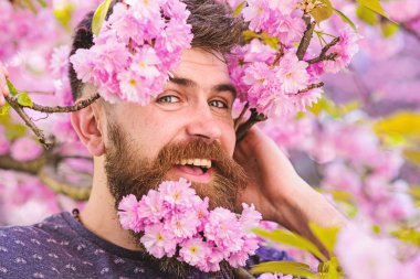 Sakal ve bıyık ihale pembe çiçekler yakınındaki mutlu yüzündeki dostum, kapat. Sakallı erkek yüz sakura Bloom dışarı bakmak. Hippi sakal sakura çiçeği ile. Kuaför hizmet anlayışı