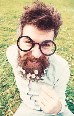 Uzun sakal ve bıyık, ufuk yeşil renkli olan adam. Neşeli yüzündeki sakallı hippi gözlük ile poz. Adam güzel sakal papatya veya papatya çiçekleri ile görünüyor. Bahar kavramı