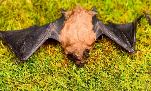 Ugly bat. Dummy of wild bat on grass. Wild nature. Forelimbs adapted as wings. Mammals naturally capable of true and sustained flight. Bat emit ultrasonic sound to produce echo. Bat detector