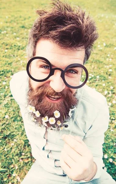 Homem com barba comprida e bigode, fundo verde desfocado. Hipster com barba no rosto alegre, posando com óculos. O tipo fica bem com flores de margarida ou camomila na barba. Conceito de primavera — Fotografia de Stock