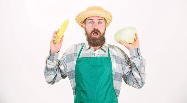 Verse biologische plantaardige oogst. Hipster tuinman in schort houdt groente. Man met baard voorstellende maïskolf maïs en kool witte achtergrond geïsoleerd. Boer stro hoed houden maïskolf kool plantaardige — Stockfoto