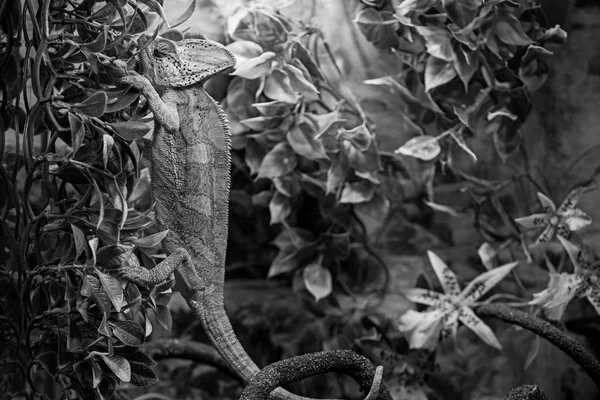 Vida salvaje y concepto de reptiles. Lagarto mascota exótico en la naturaleza —  Fotos de Stock