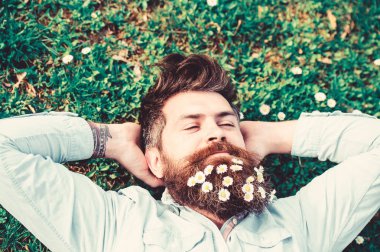 Hipster huzurlu yüzündeki çimenlerin üzerinde üstten görünüm bırakır. Adam güzel sakal papatya veya papatya çiçekleri ile görünüyor. Adam uzun sakal ve bıyık, ufuk yeşil çayır arka plan. Bahar kavramı