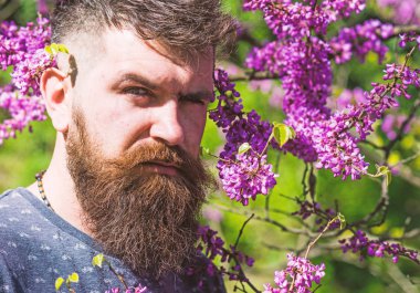 Sakal ve bıyık çiçek güneşli yakınındaki katı yüzünde olan adam. Erguvan bloom ile poz taze saç kesimi olan sakallı adam. Hipster bahar menekşe çiçeği yakınındaki sahiptir. Parfümeri kavramı