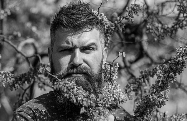 Hipster har våren nära violett blomma. Doft-konceptet. Mannen med skägg och mustasch på strikt ansikte nära blommor på solig dag. Skäggig man med fräsch frisyr poserar med blomning av judas träd — Stockfoto