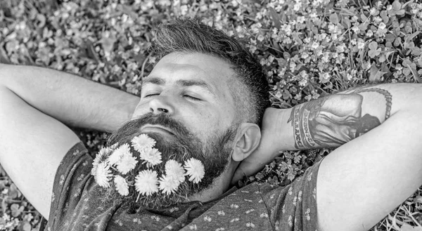 Conceito de brevidade. Homem barbudo com flores de dente de leão na barba jazia no prado, fundo de grama. Um tipo com dentes-de-leão em barba relaxante, vista de cima. Homem com barba no rosto adormecido colocar as mãos atrás da cabeça — Fotografia de Stock