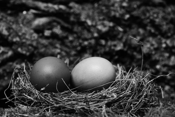 Uova colorate all'interno di piccolo nido. Buona Pasqua concetto — Foto Stock