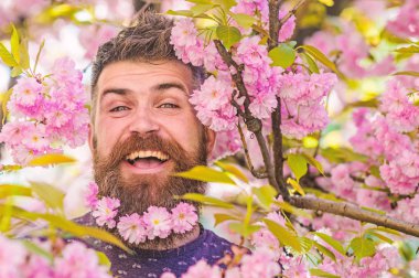 Hassasiyet kavramı. Adam arka plan üzerinde sakura bloom ile taze saç kesimi ile sakallı. Hippi sakal sakura çiçeği ile. Adam sakal ve bıyık ihale pembe çiçekler yakınındaki mutlu yüz