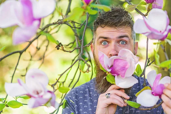Hipster enjoys aroma of blossom. Bearded man with fresh haircut sniffs bloom of magnolia. Perfumer concept. Man with beard and mustache on excited face near magnolia flowers, background defocused — Stock Photo, Image
