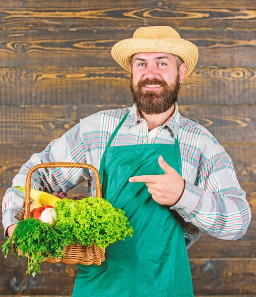 Man bearded farmer wear apron presenting vegetables wooden background. Farmer hipster straw hat deliver fresh vegetables. Farm delivery fresh vegetables. Fresh organic vegetables in wicker basket