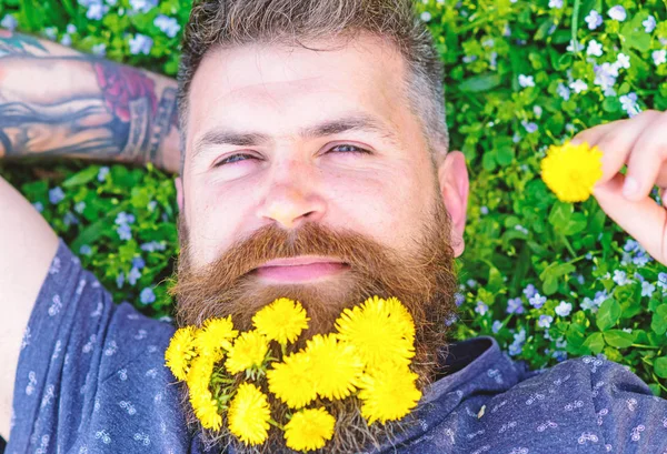 Dandelions sakal rahatlatıcı, üst görünümünde adamla. Sakal karahindiba çiçeklerle sakallı adam çayır, çimen arka plan üzerinde yatıyordu. Gevşeme kavramı. Sakin yüz sakallı adam elini başının arkasında koydu