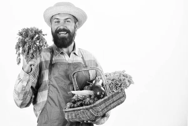 Farmer straw hat hold parsley and basket vegetables. Fresh organic vegetables wicker basket. Hipster gardener wear apron carry vegetables. Man bearded presenting vegetables white background isolated — Stock Photo, Image