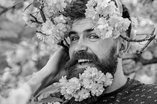Homem com barba e bigode na cara feliz perto de flores rosa concurso, perto. Cara masculina barbuda espreitando para fora da flor de sakura. Hipster com flor de sakura na barba. Conceito de serviço de barbeiro — Fotografia de Stock