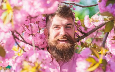 Uyum kavramı. Sakal ve bıyık yüz yakınındaki çiçek gülümseyen üzerinde olan adam. Hippi sakura ağacın yakınındaki pembe gömlekli. Sakura arka plan üzerinde çiçekler ile şık saç kesimi ile sakallı adam