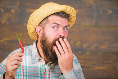 Biber hasat kavramı. Hasır şapkalı rustik çiftçi baharatlı tadı seviyor. Adam tutun biber hasat. Çiftçi sunan sıcak biber biber ahşap arka plan. Sakallı çiftçi elinde biber tutun