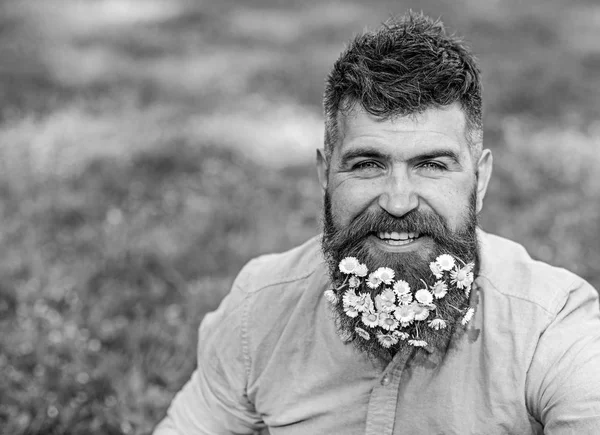 Hombre con barba en la cara sonriente disfrutar de la vida sin alergia. Concepto de alergia de primavera. Hipster con margaritas se ve feliz, espacio de copia. Hombre barbudo con flores de margarita en barba, fondo de hierba, desenfocado — Foto de Stock