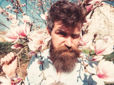 Adam yüzüne parlak güneş nedeniyle yüz buruşturma. Güneşli bir gün kavramı. Sakal ve bıyık, Manolya çiçek ve dalları poz hipster adam arka planda, güneşli