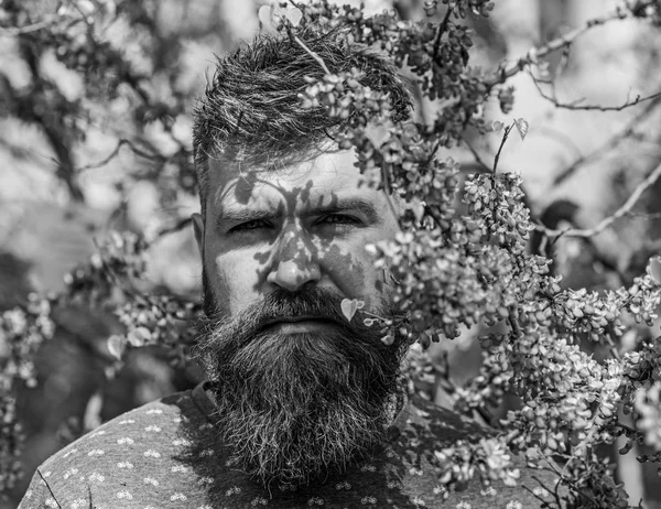 Mann mit Bart und Schnurrbart am strengen Gesicht in der Nähe von Blumen an einem sonnigen Tag. Parfümeriekonzept. Hipster genießen den Frühling in der Nähe der Veilchenblüte. bärtiger Mann mit frischem Haarschnitt posiert mit Judasbaum-Blüte — Stockfoto