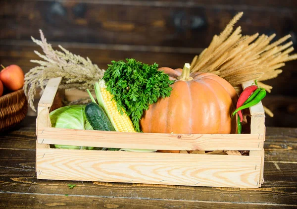 Frisches, gesundes Bio-Gemüse Gartenbox. Herbsterntekonzept. Herbsternte bringt Gemüse. Naturkost aus lokalem Anbau. Bauernmarkt. Gemüse aus eigenem Anbau. reifes Bauerngemüse aus der Region — Stockfoto